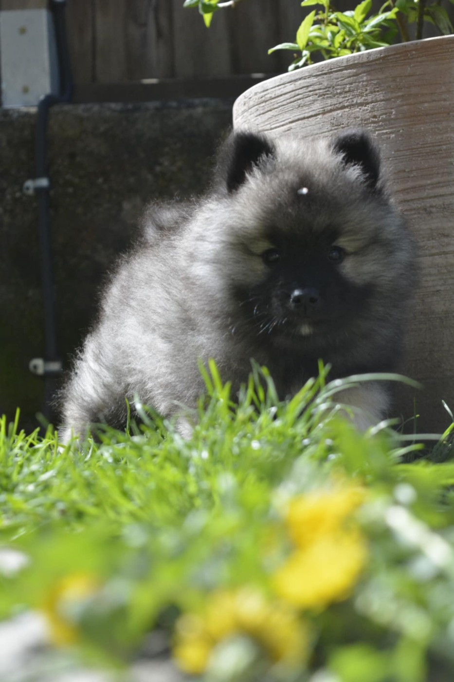 Athena de la Rivière Étincelante De La Rivière Etincelante