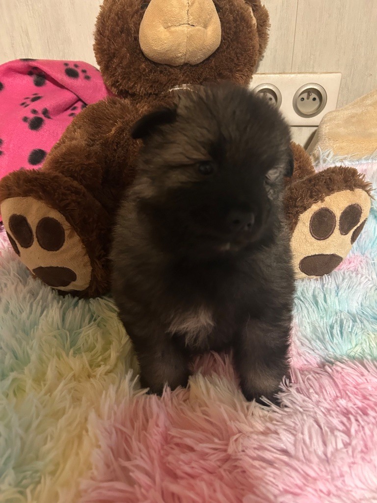 Marie Dog's - Chiots disponibles - Spitz allemand