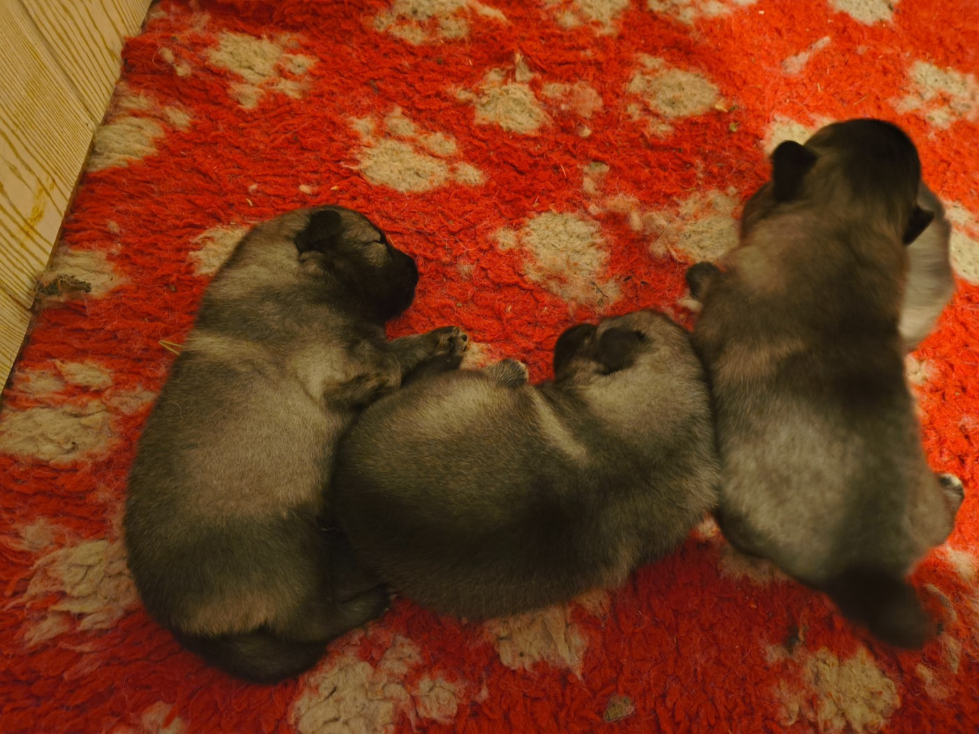Marie Dog's - Chiots disponibles - Spitz allemand