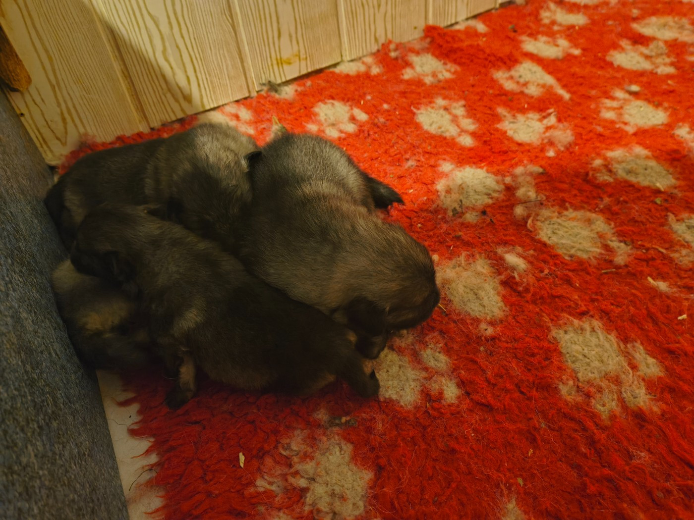 Marie Dog's - Chiots disponibles - Spitz allemand