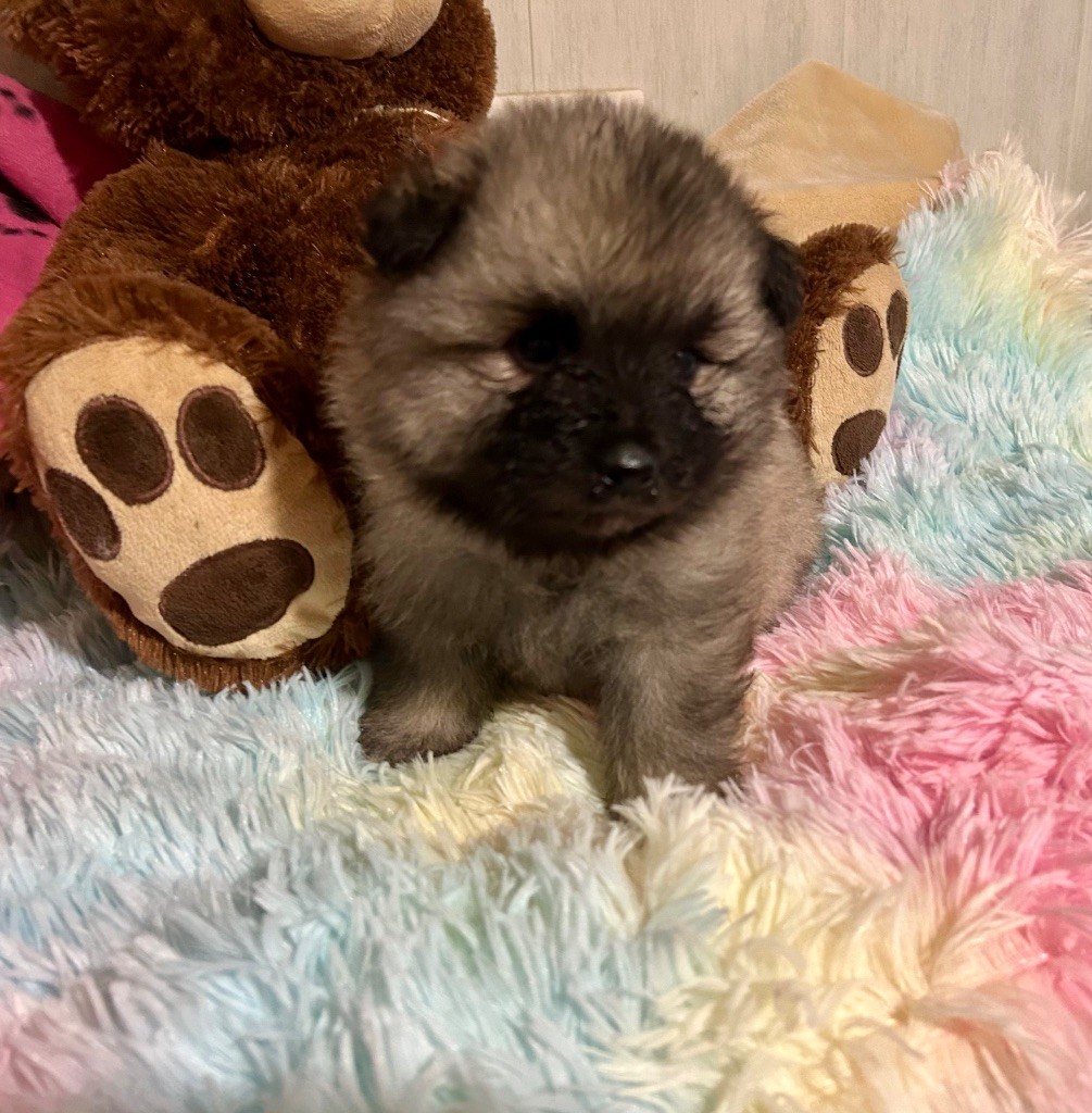Marie Dog's - Chiots disponibles - Spitz allemand