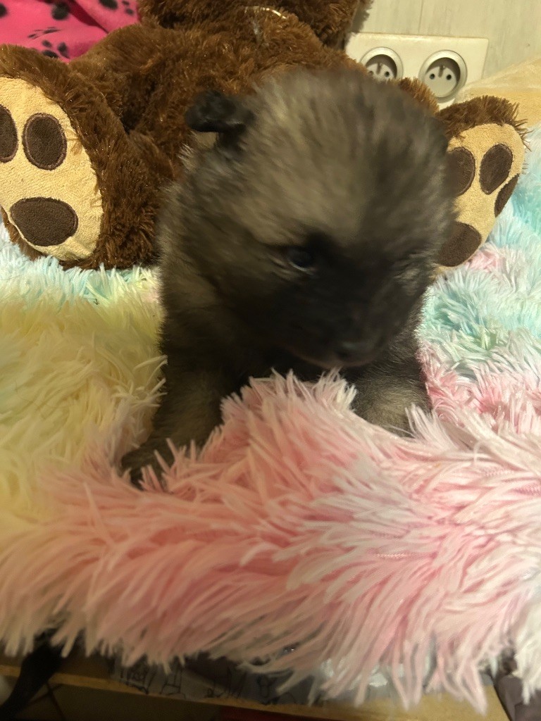 Marie Dog's - Chiots disponibles - Spitz allemand