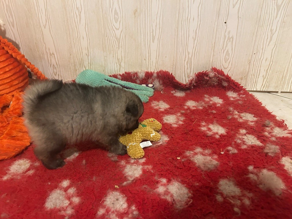 Marie Dog's - Chiots disponibles - Spitz allemand