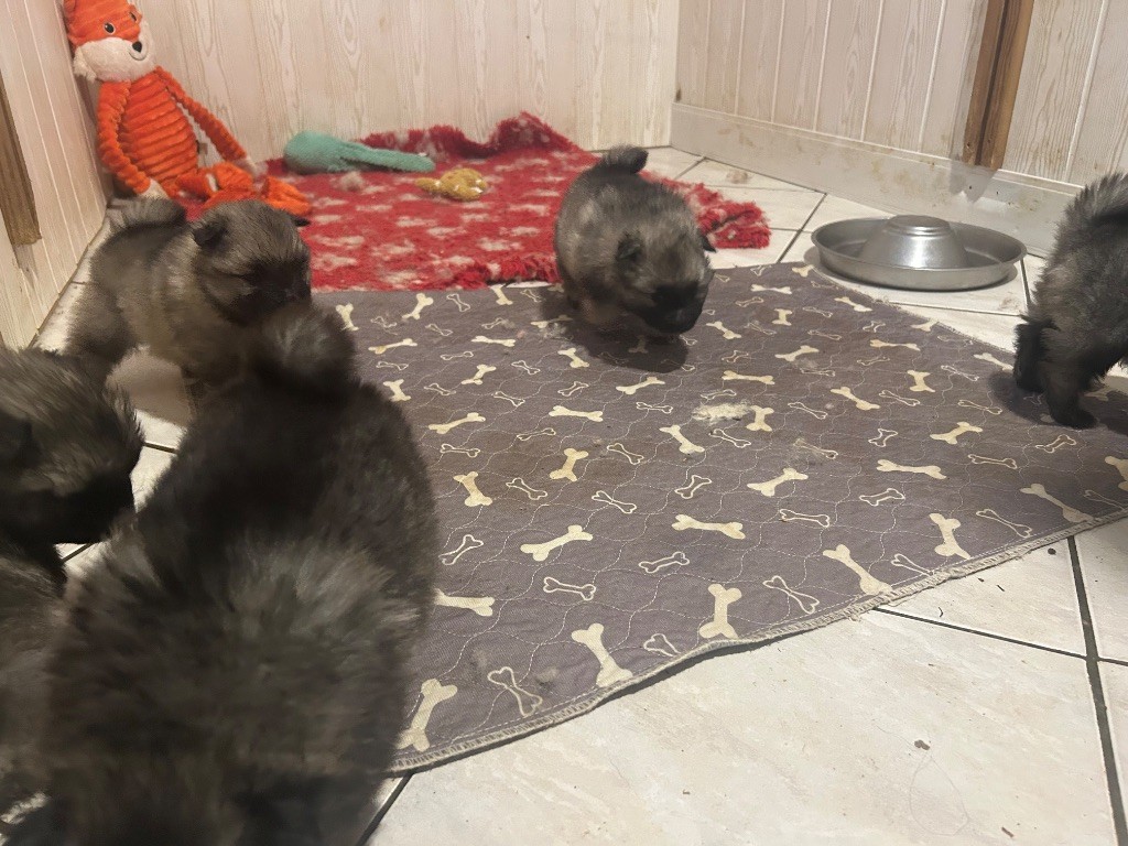 Marie Dog's - Chiots disponibles - Spitz allemand