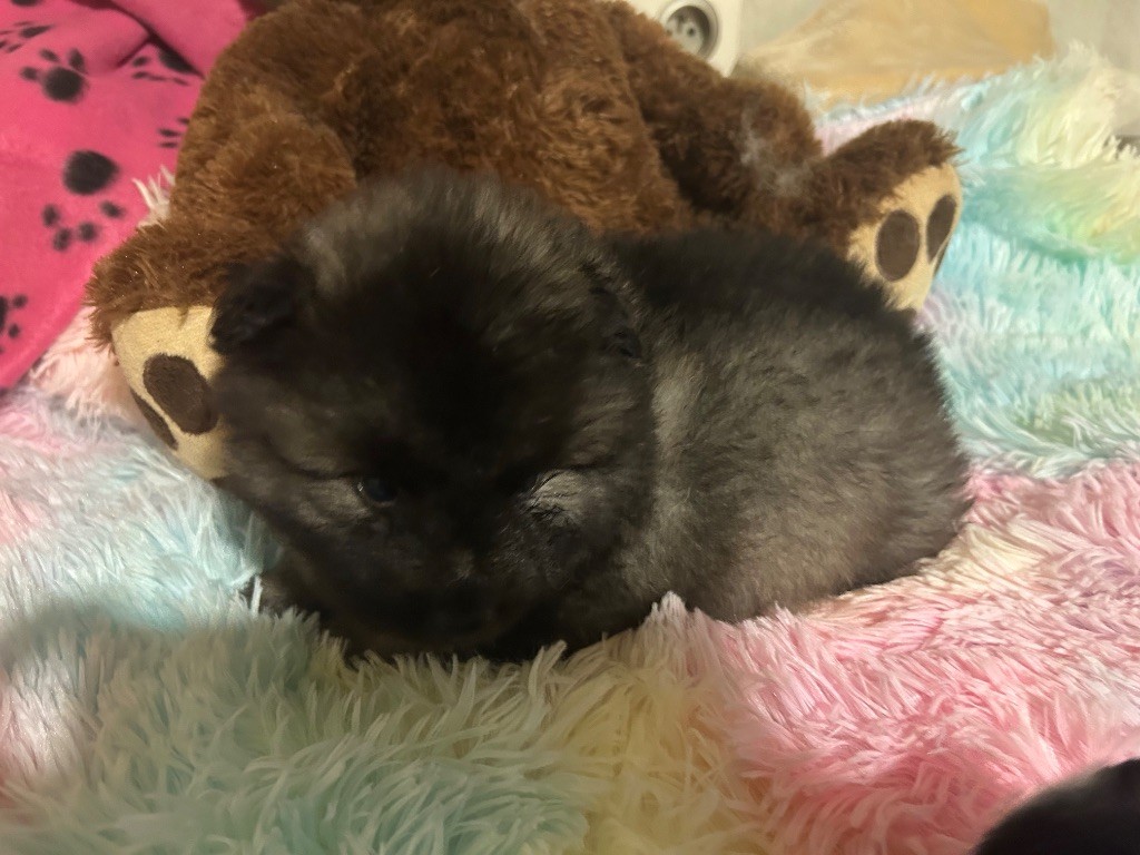 Marie Dog's - Chiots disponibles - Spitz allemand