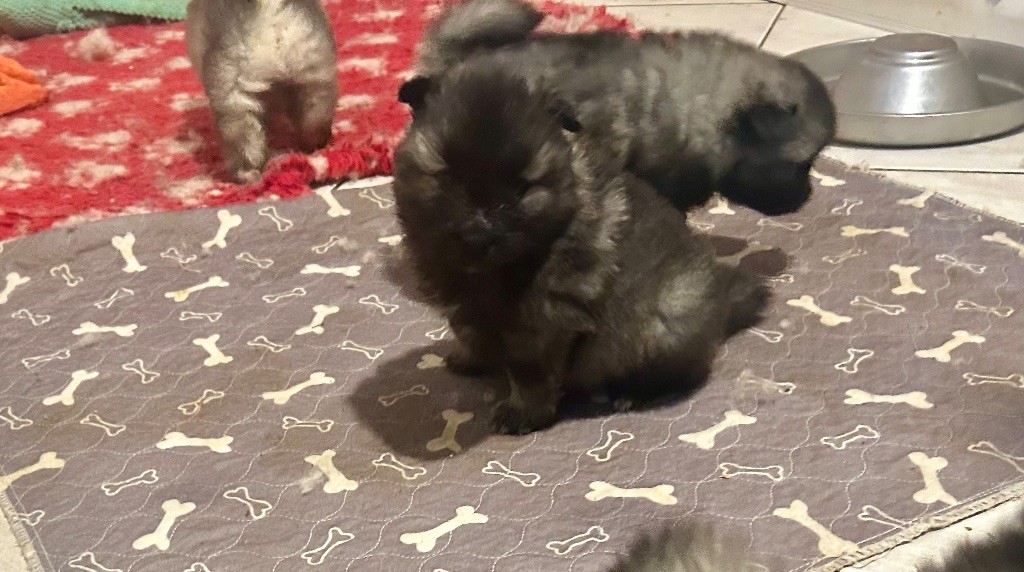 Marie Dog's - Chiots disponibles - Spitz allemand