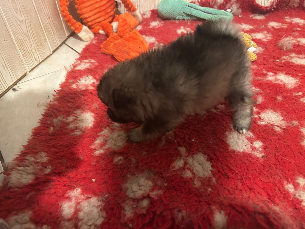 Marie Dog's - Chiots disponibles - Spitz allemand