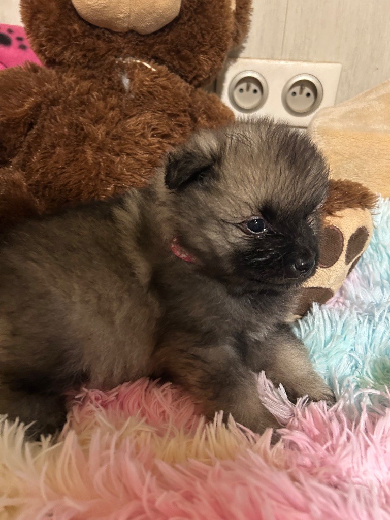 Marie Dog's - Chiots disponibles - Spitz allemand