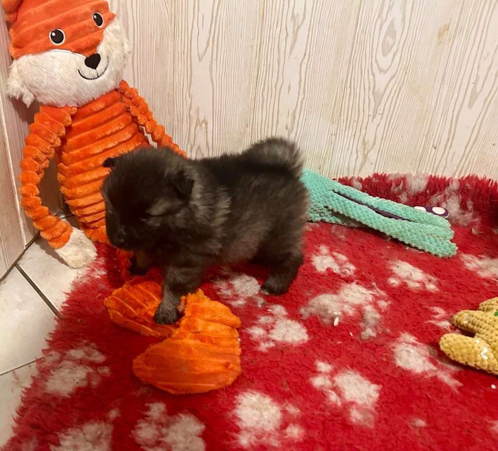 Marie Dog's - Chiots disponibles - Spitz allemand