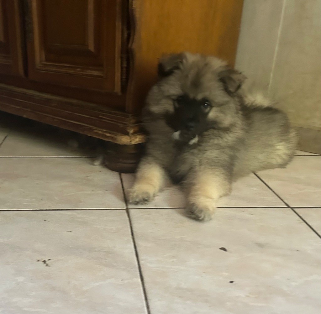 Marie Dog's - Chiots disponibles - Spitz allemand