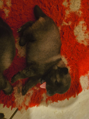 CHIOT 2