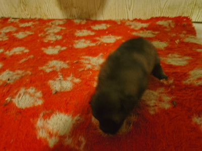CHIOT 6
