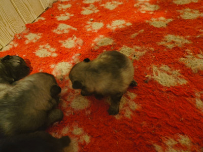 CHIOT 3