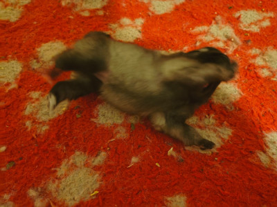 CHIOT 1