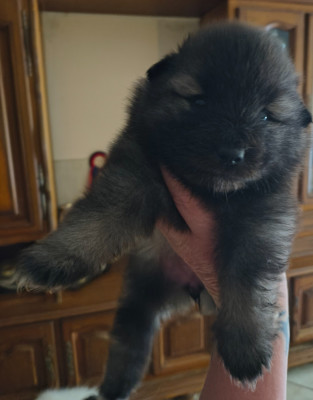 BELka