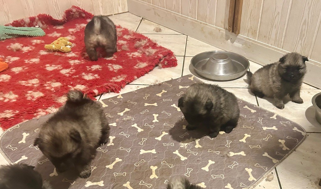 Marie Dog's - Chiots disponibles - Spitz allemand