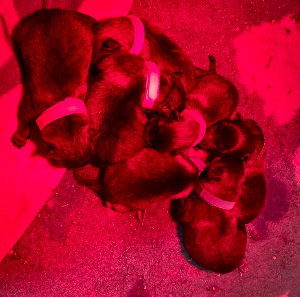 Marie Dog's - Chiots disponibles - Spitz allemand